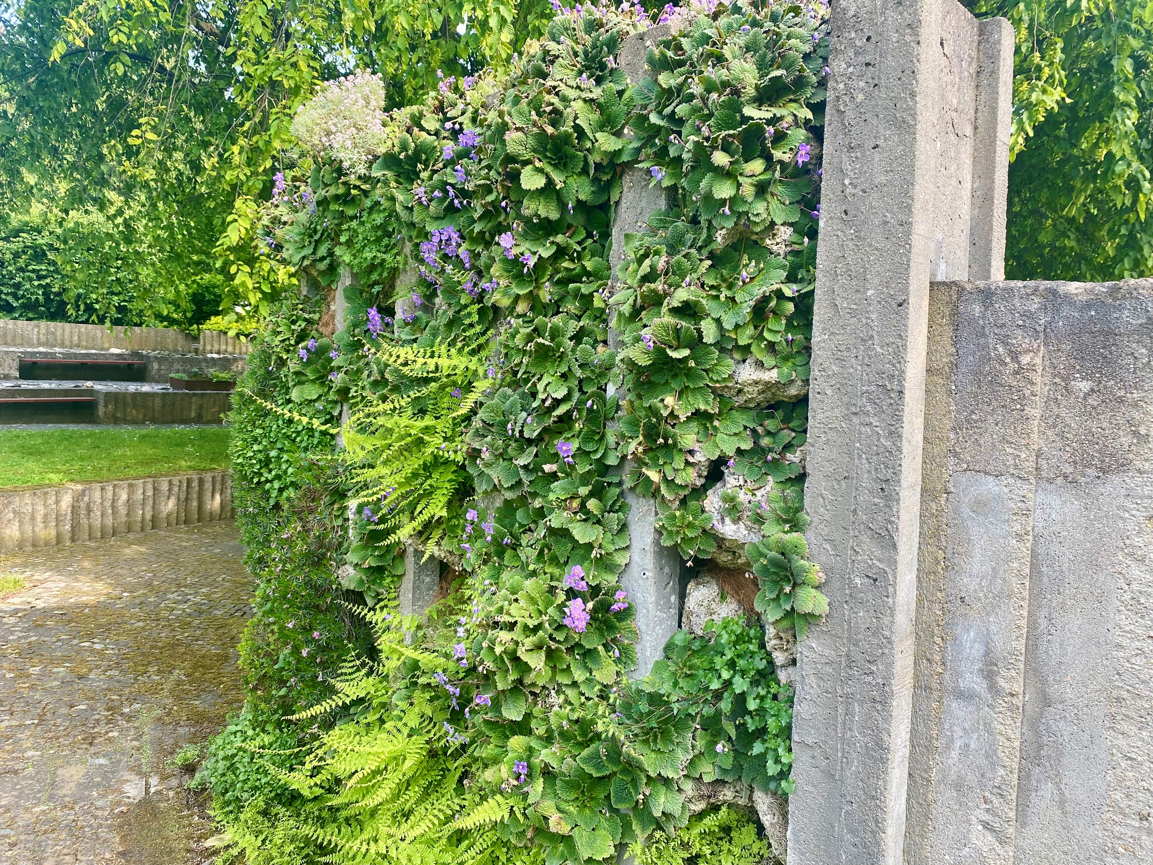 Plants growing on a wall